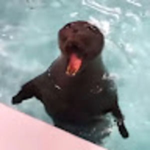 Meet your Posher, Miles